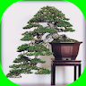 Latest bonsai design icon