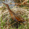 Light-footed Clapper Rail