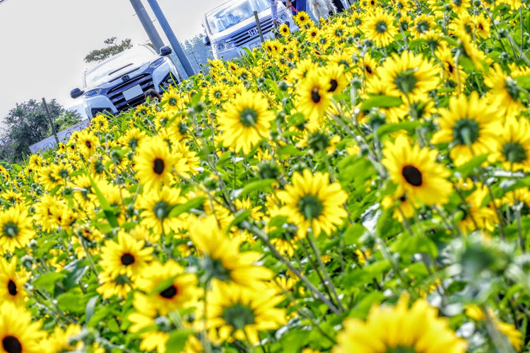 ヴェゼルのひまわり畑🌻・ひまわりコラボ・ゴジラ・特撮・夏の風景に関するカスタム事例の投稿画像2枚目