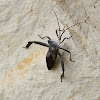 Declivis Leaf-footed Bug