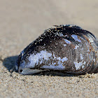 Blue Mussel