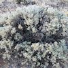 Scabland sagebrush