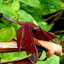 Fulvous forest skimmer