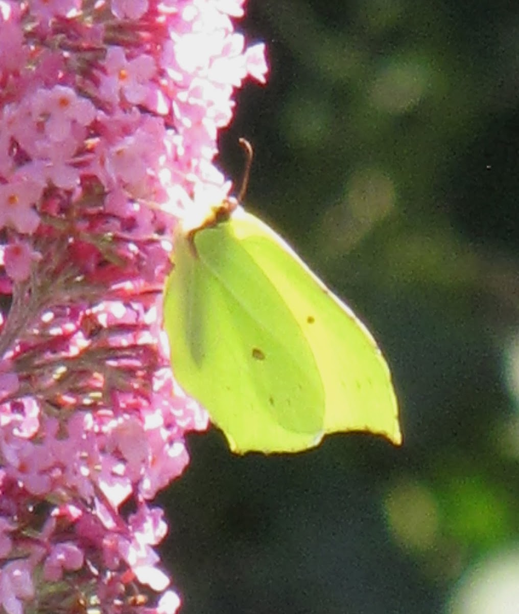 Common Brimstone