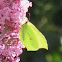 Common Brimstone