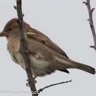 House Sparrow; Gorrión Común