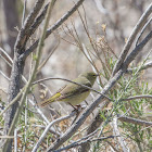 Orange Crowned Warbler