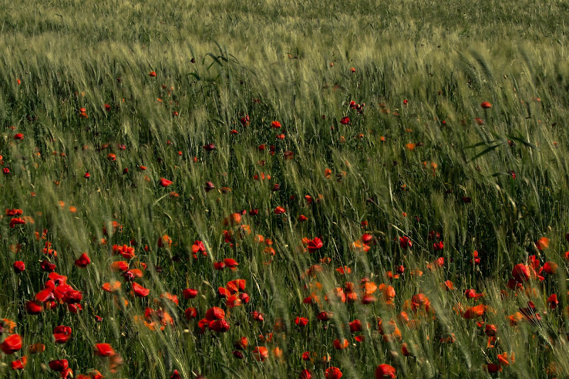 campo di papaveri di DanteS