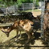 Fallow deer (πλατώνι)