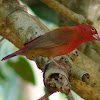 Bar-breasted firefinch