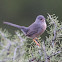 Subalpine Warbler; Curruca Carrasqueña