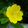 Narrow-leaf Evening Primrose