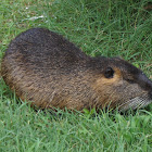 Nutria