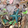 Pipsissewa, Spotted Wintergreen