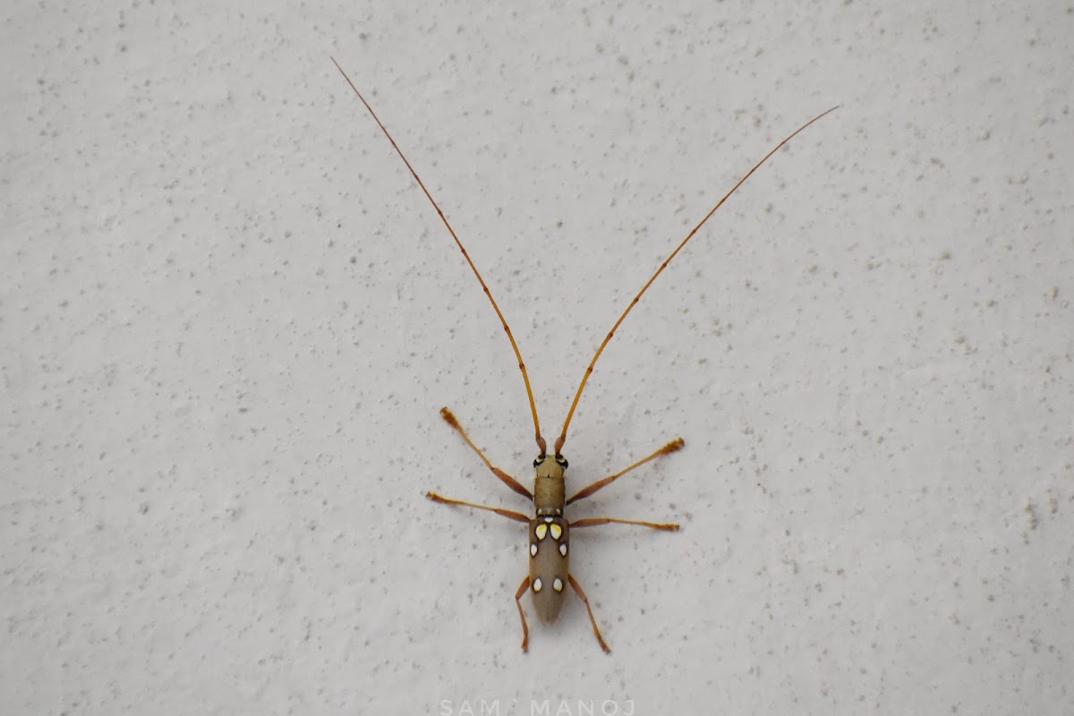 Longhorn Beetle