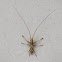 Longhorn Beetle