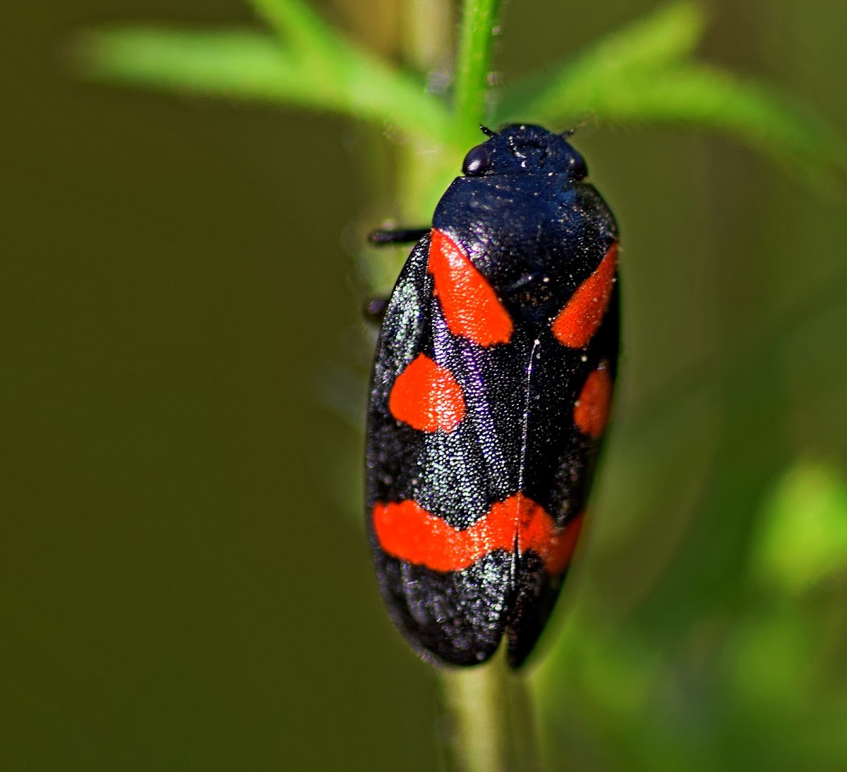 Cercopis Froghopper