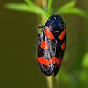 Cercopis Froghopper