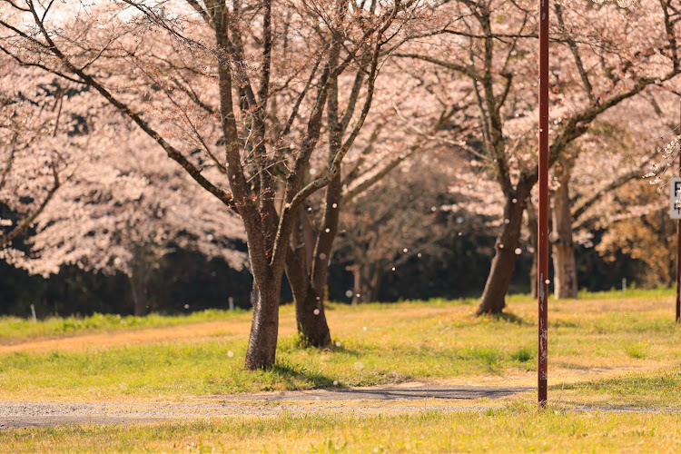 コペンの桜・桜と愛車・タンポポと愛車・桜舞い散る中に忘れた記憶に関するカスタム事例の投稿画像5枚目