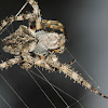 Araneus circe