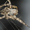 Araneus circe