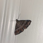 Black Banded Owlet Moth