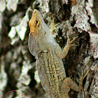 Brown Anole