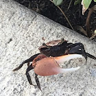 Fiddler Crab