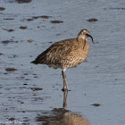 Curlew