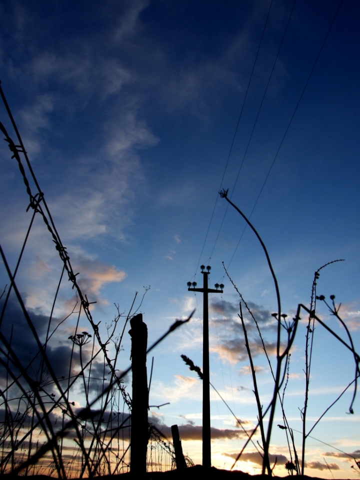 Groviglio al tramonto di frank