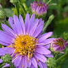 European Michaelmas daisy