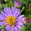 European Michaelmas daisy