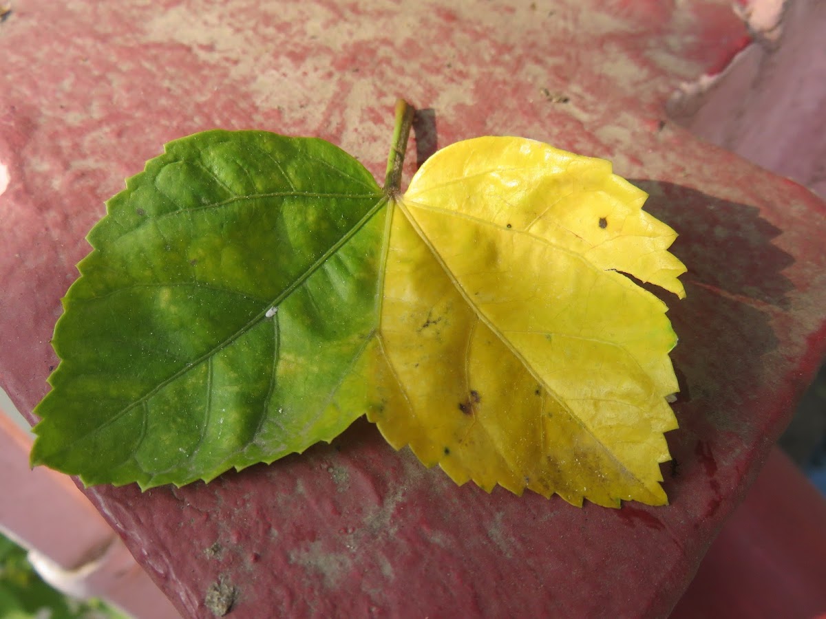 Conjoined Leaves