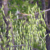 Slender Wild Oat