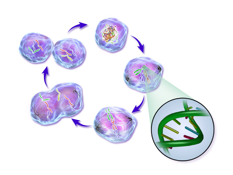 Normal_Cell_Life_Cycle.png