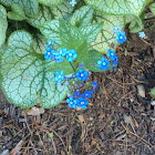 Great Forget-Me-Not