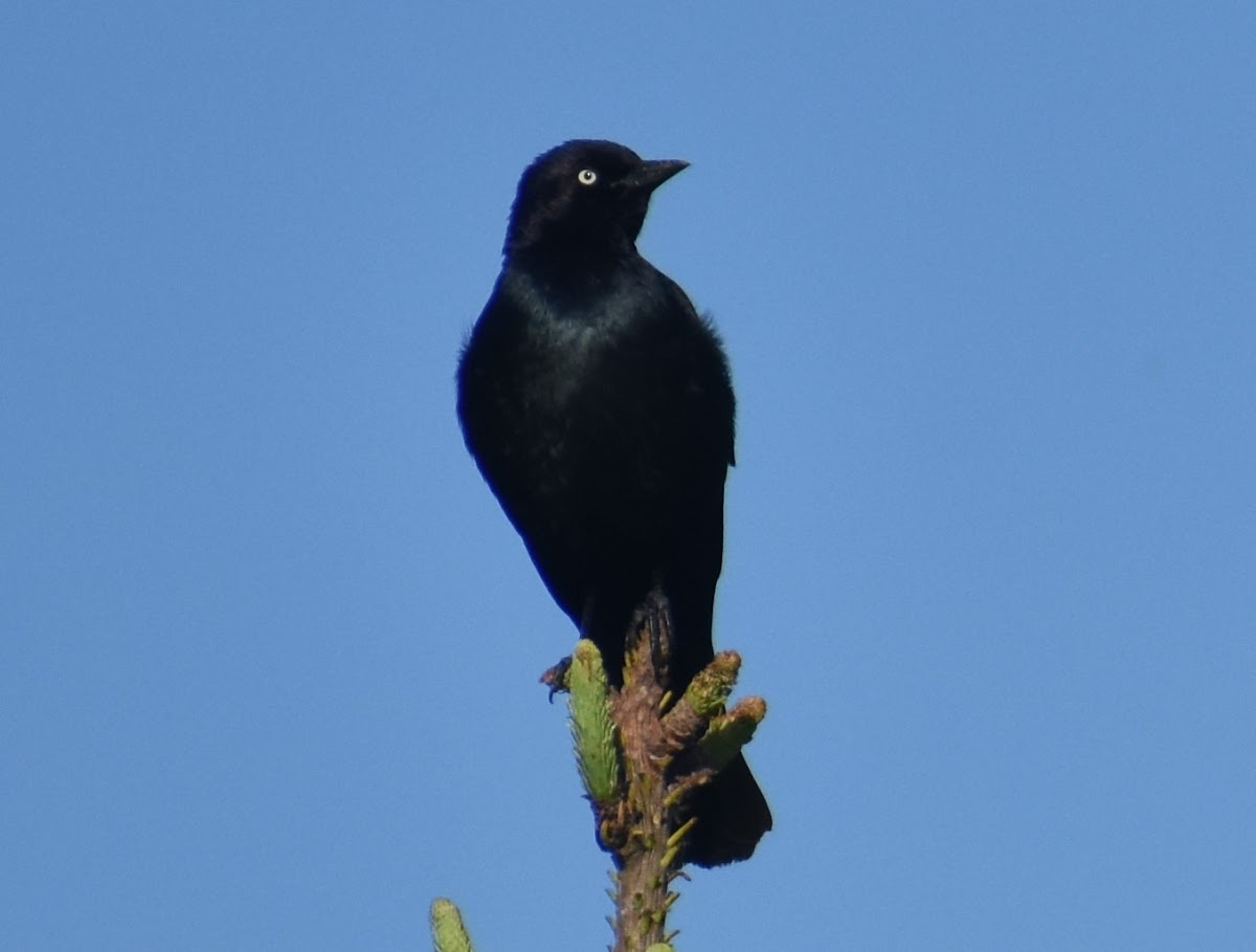 Brewer's blackbird (male)