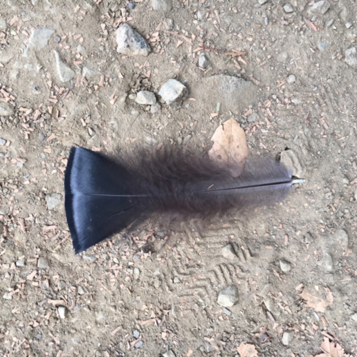 Wild Turkey feather