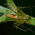 Lynx Spider