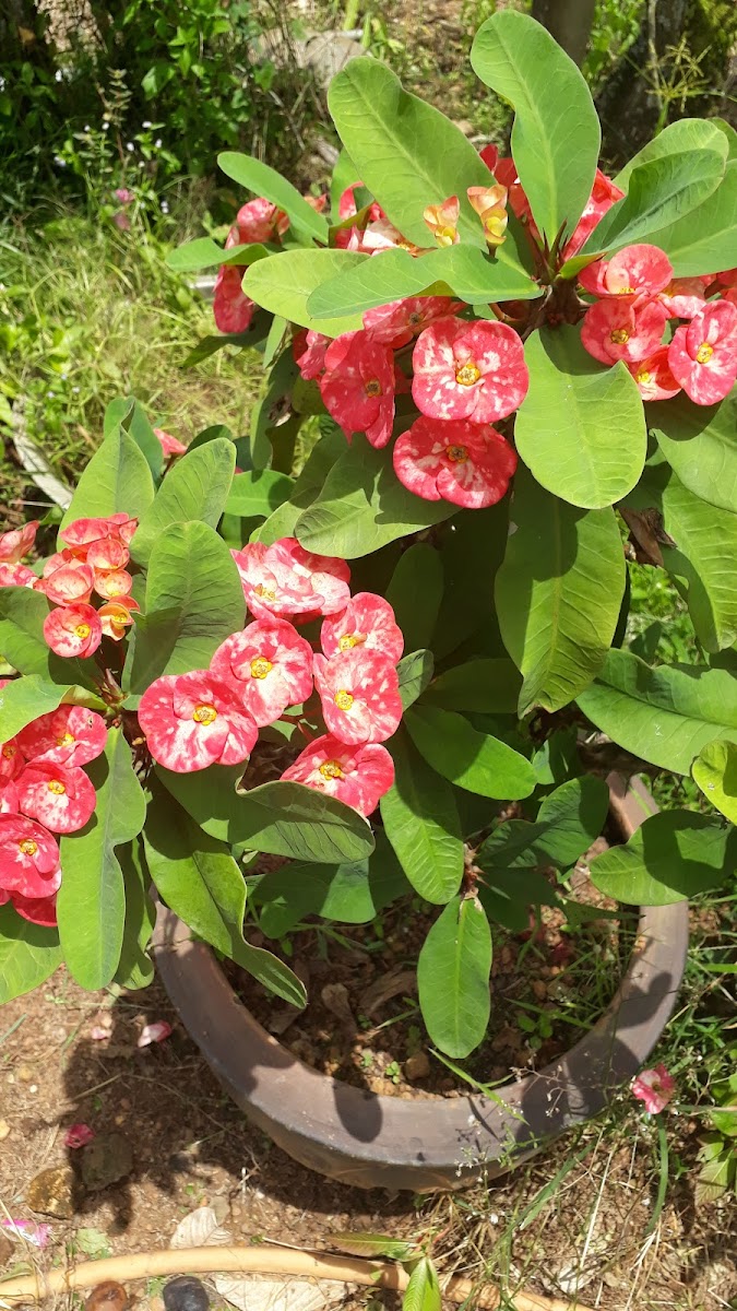 crown of thorns