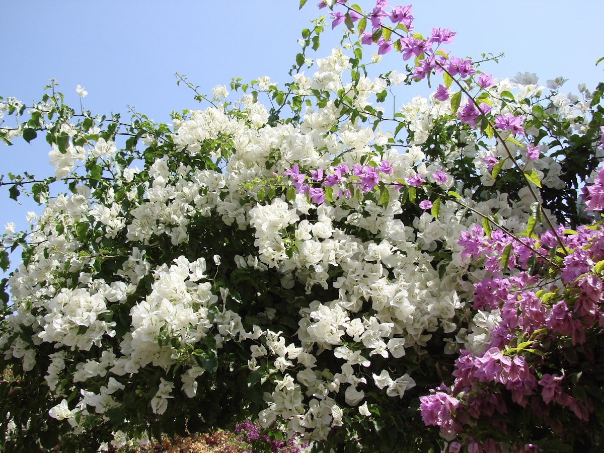 Flowers at Gallicantu