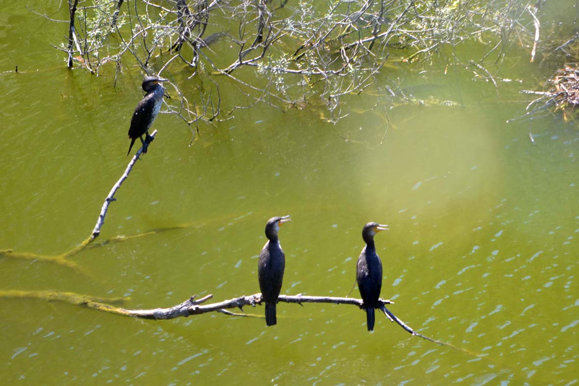 i tre compari di aeglos