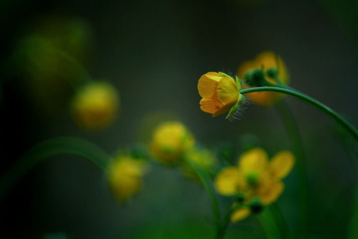 Flowers di Dario Pace