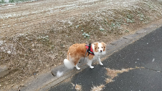 雪が降った