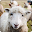 Sheep Sounds Ringtone Download on Windows