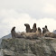 Steller sea lion