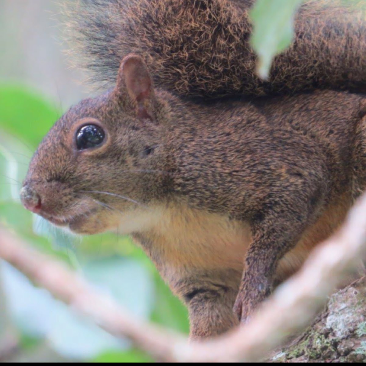 Atlantic forest squirrel