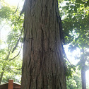 Shagbark Hickory