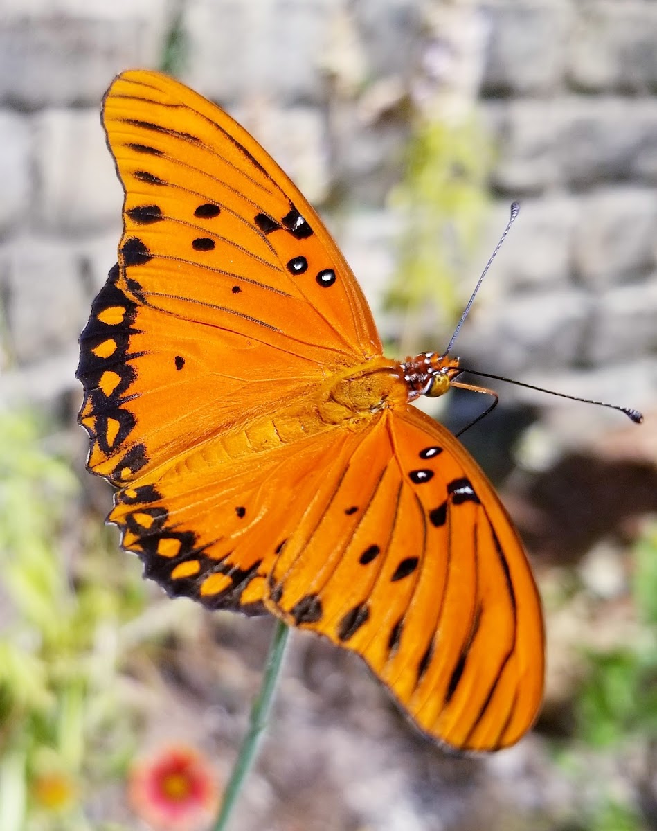 Gulf fritillary butterfly