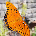 Gulf fritillary butterfly